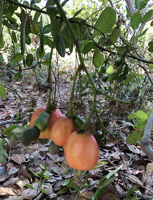 Three orange cashew apples hanging on a tree in Senegal. 