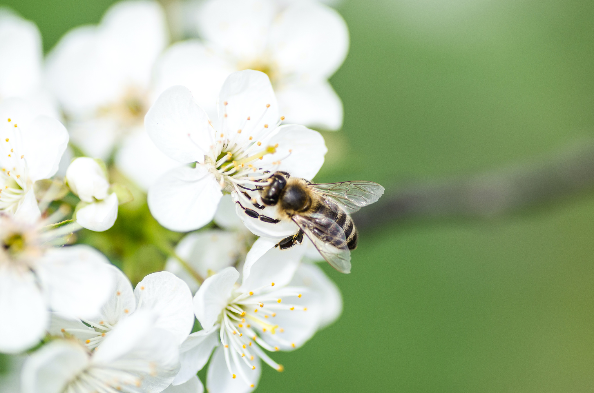 A bee sitting on a white flower bloom during pollination.