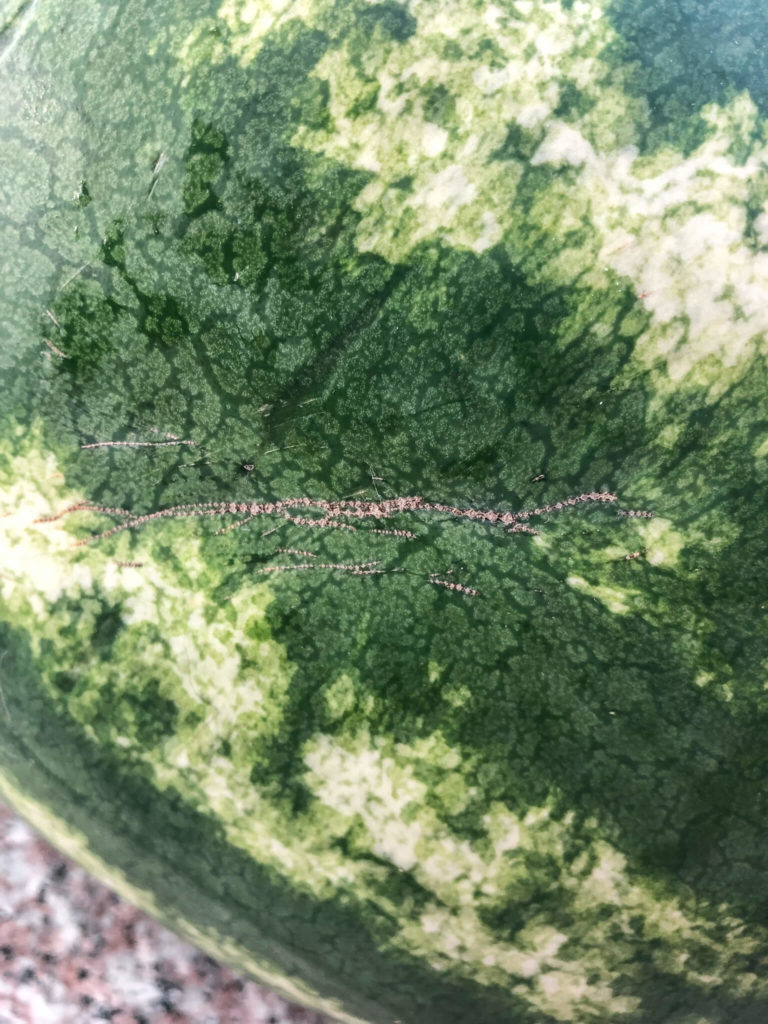 Close up of watermelon with black dotted lines and scars. 