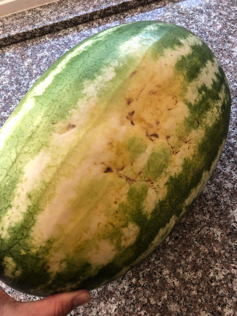 Watermelon with large white and yellow patch on the skin. 