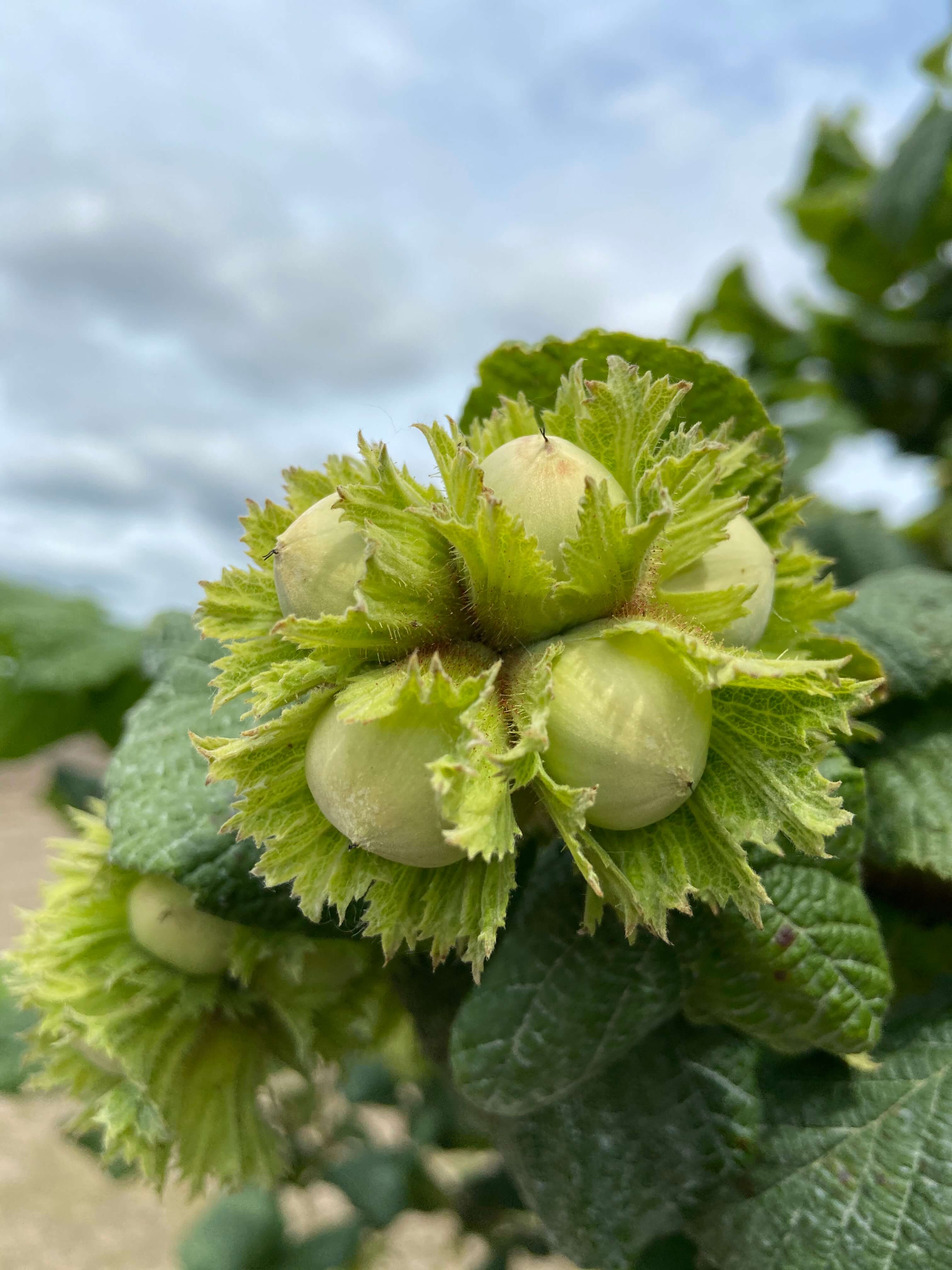 growing-hazelnuts-at-home-garden-eco